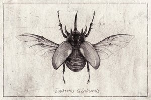 Pencil Drawing of a Eupatorus Gracilicornis Beetle by Mike Koubou