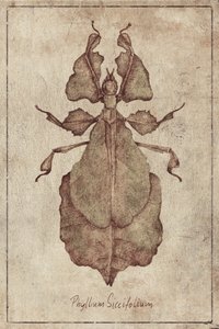 Phyllium Siccifolium Copy by Mike Koubou