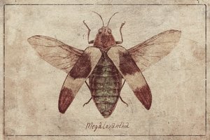 Vintage Insect Illustration by Mike Koubou