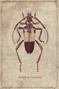Vintage Insect Sketch by Mike Koubou