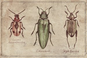 Vintage Insect Taxonomy Trio by Mike Koubou