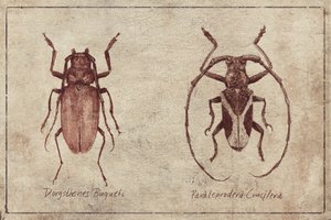 Vintage Insecta Duo by Mike Koubou