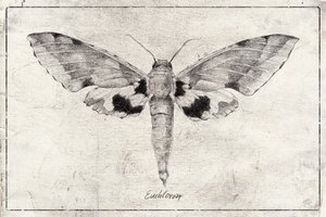 Wings of Elegance by Mike Koubou