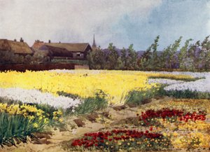 A Bulb Farm near Overveen