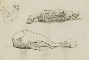 Camel Studies