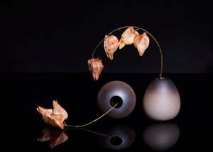 Dried Chinese Lanterns by Ming Chen