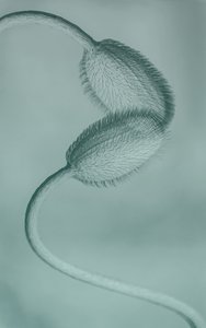 Delicate Poppy Buds
