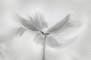 Ethereal Bloom Motion by Molly Fu APA