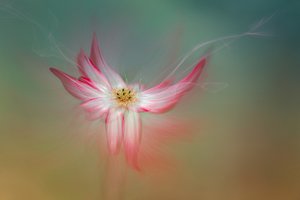 Ethereal Pink Flower