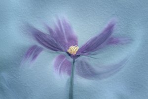 Ethereal Purple Bloom