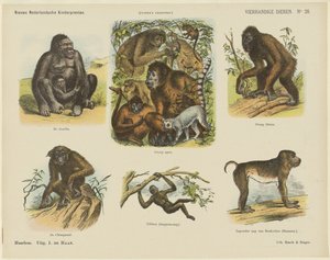 Four-Handed Animals (title on object) New Dutch Children