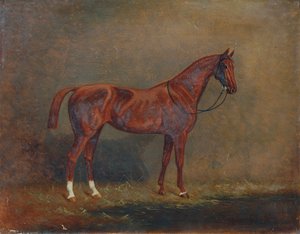 Portrait of a Riding Horse