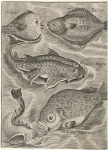 Study Sheet with Various Fish by Monogrammist P+P