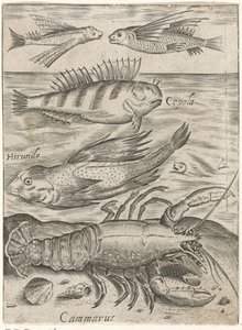 Study sheet with four fish and a lobster, Piscium vivae icones (series title) by Monogrammist P+P