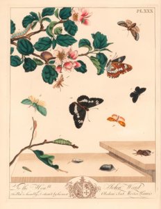Figure of Eight Moth, Diloba Caeruleocephala, White Admiral, Limenitis Arthemis, Chimney Sweeper, Odezia Atrata, Red Arches Moth, Callimorpha Miniata, Brown Plumed Moth, Pterophorus Pterodactylus, Scarce Silver-lines, Bena Bicolorana, and Snout Moth, Hypen
