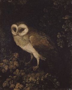 An Owl by Moses Haughton