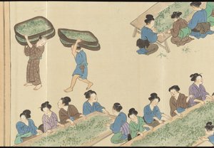 Illustrations of Uji Tea Production by Motonari Sait?