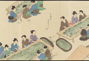 Illustrations of Uji Tea Production by Motonari Sait?