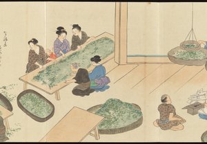 Illustrations of Uji Tea Production by Motonari Sait?