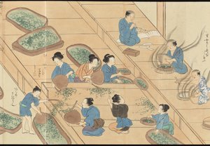 Illustrations of Uji Tea Production by Motonari Sait?