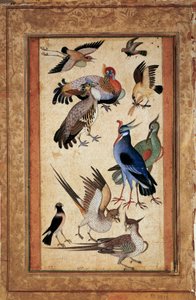 Ten birds. Miniature painting at the gouache of the Mughal school