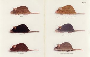 Mice by Muriel Wheldale (after) Onslow