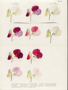 Reversion in Sweet Peas by Muriel Wheldale (after) Onslow