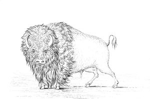 Buffalo by Myers and Co