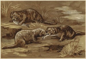 About Otters by N. Parker