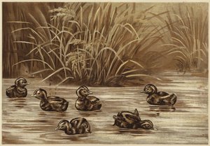Dabchicks by N. Parker