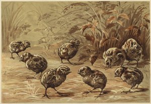 Mother Partridge