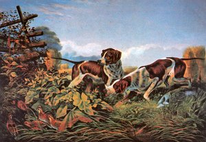 American Field Sports: On a Point