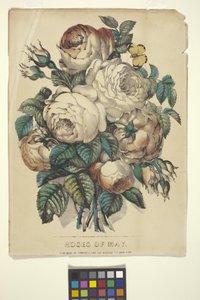 Roses Of May