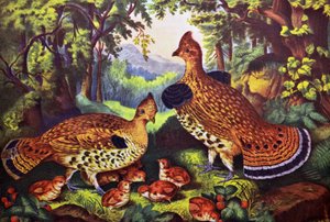 The Happy Family, Ruffed Grouse and Young