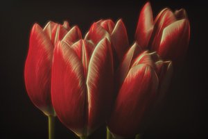 Moody Red Tulips by Naoya Nakagawa