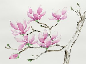 Delicate Pink Magnolias