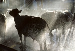 Dairy cows are washed in a shower before being milked at Kibbutz Yotvata