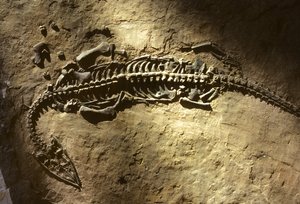 Marine Vertebrate Fossil from the Triassic Period from a Pachypleurosaurus by Nathan Benn