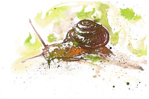 Snail, 2025