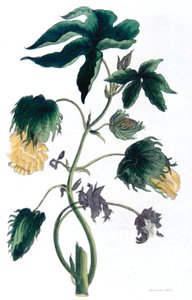 Gossypium - Cotton Plant, 1823 by Neale and Son
