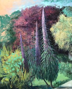 Three Echiums by Nick Williams