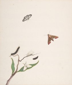 A Caterpillar and Two Moths on a Branch and Two Butterflies