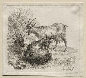 Animalia: Three Goats