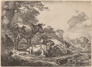 Resting Cows