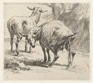 Pissing Ewe and a Sheep (Sheep) by Nicolaes Pietersz Berchem