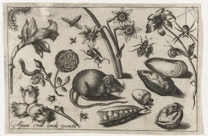 Flowers, a mouse, insects and a shell (series title)