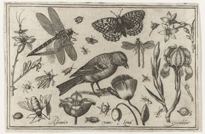 Flowers, Dragonfly, and Bird by Nicolaes de Bruyn (possibly)