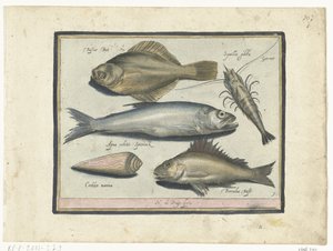 Cod, Shrimp, Smelt, and Perch (Libelivs varia Genera piscium complectens) (Freshwater Fish, Sea Fish, Frogs, Crustaceans, and Sea Creatures) by Nicolaes de Bruyn
