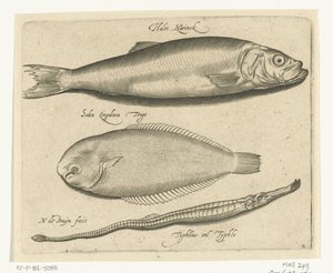 Herring, Sole, and Needlefish (Libelivs Varia Genera Piscium Complectens) (Freshwater Fish, Sea Fish, Frogs, Crustaceans, and Sea Creatures) by Nicolaes de Bruyn
