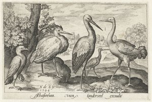 Stork, Crane, Heron, and Spoonbill